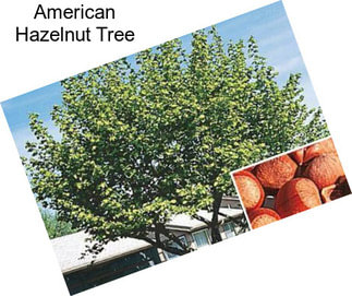 American Hazelnut Tree