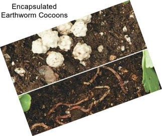 Encapsulated Earthworm Cocoons