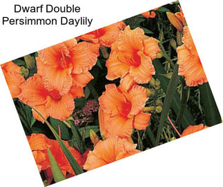 Dwarf Double Persimmon Daylily