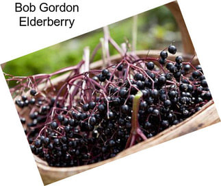 Bob Gordon Elderberry