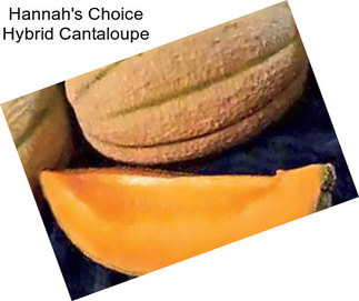 Hannah\'s Choice Hybrid Cantaloupe