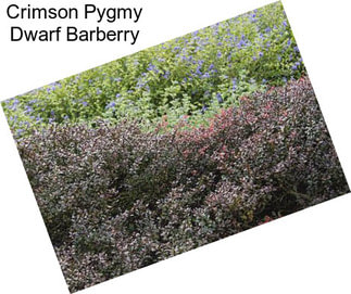 Crimson Pygmy Dwarf Barberry