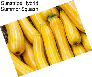 Sunstripe Hybrid Summer Squash