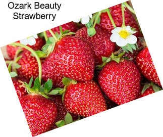 Ozark Beauty Strawberry