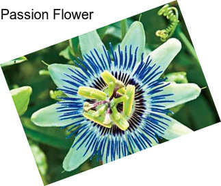 Passion Flower