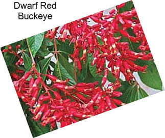 Dwarf Red Buckeye