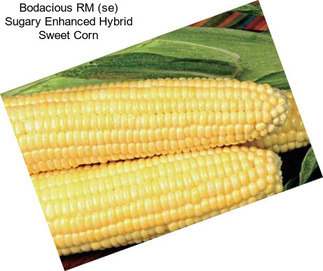 Bodacious RM (se) Sugary Enhanced Hybrid Sweet Corn
