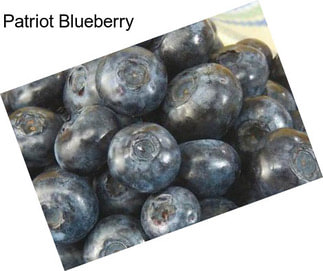 Patriot Blueberry