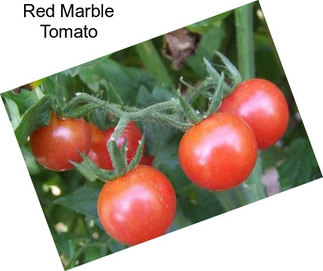 Red Marble Tomato