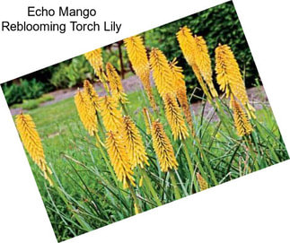 Echo Mango Reblooming Torch Lily