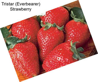 Tristar (Everbearer) Strawberry