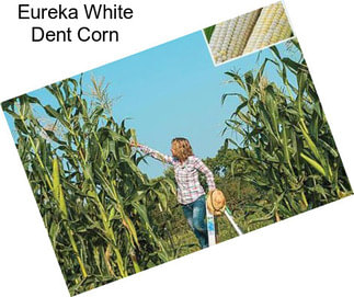 Eureka White Dent Corn