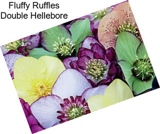 Fluffy Ruffles Double Hellebore