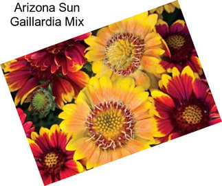 Arizona Sun Gaillardia Mix
