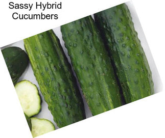 Sassy Hybrid Cucumbers