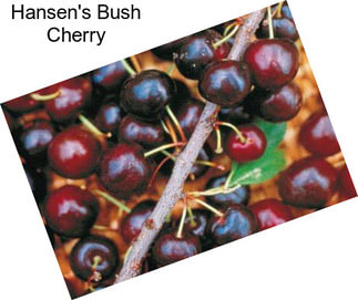 Hansen\'s Bush Cherry