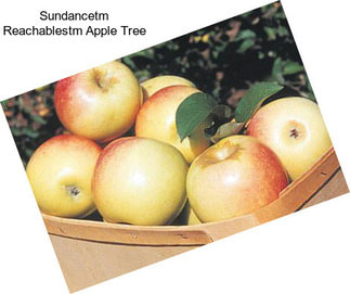 Sundancetm Reachablestm Apple Tree