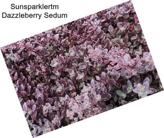 Sunsparklertm Dazzleberry Sedum