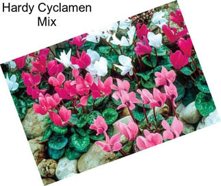 Hardy Cyclamen Mix