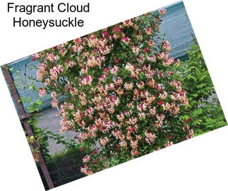 Fragrant Cloud Honeysuckle
