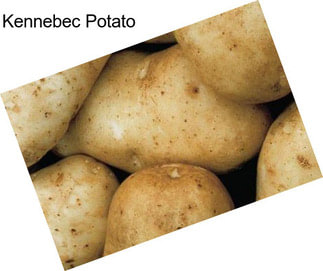 Kennebec Potato