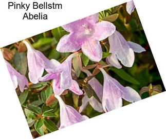 Pinky Bellstm Abelia