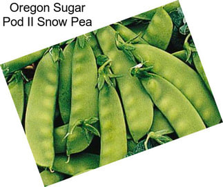 Oregon Sugar Pod II Snow Pea