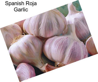 Spanish Roja Garlic