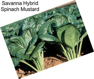 Savanna Hybrid Spinach Mustard