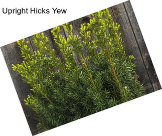 Upright Hicks Yew