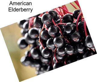 American Elderberry