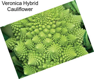 Veronica Hybrid Cauliflower