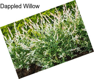 Dappled Willow