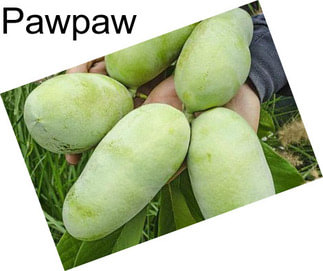 Pawpaw