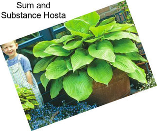 Sum and Substance Hosta