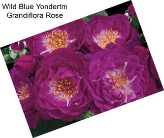 Wild Blue Yondertm Grandiflora Rose