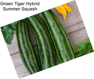 Green Tiger Hybrid Summer Squash