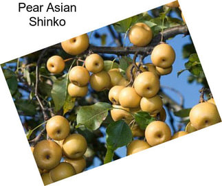 Pear Asian Shinko
