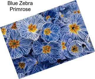 Blue Zebra Primrose