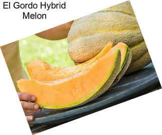 El Gordo Hybrid Melon