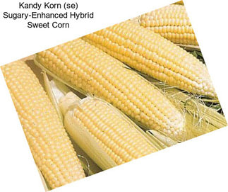 Kandy Korn (se) Sugary-Enhanced Hybrid Sweet Corn