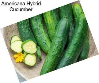 Americana Hybrid Cucumber