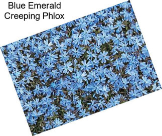 Blue Emerald Creeping Phlox