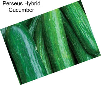 Perseus Hybrid Cucumber