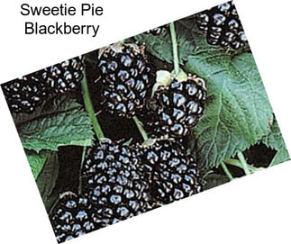 Sweetie Pie Blackberry
