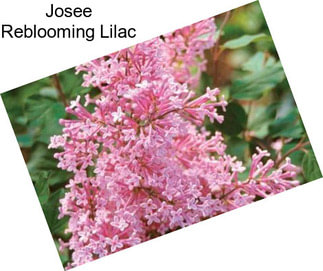 Josee Reblooming Lilac