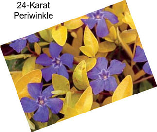 24-Karat Periwinkle