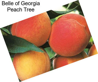 Belle of Georgia Peach Tree