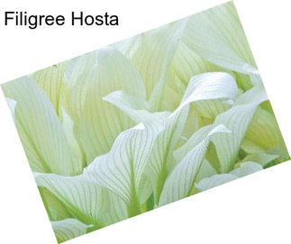 Filigree Hosta