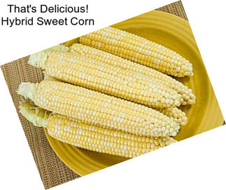 That\'s Delicious! Hybrid Sweet Corn